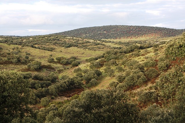 003, en el vadillo alto