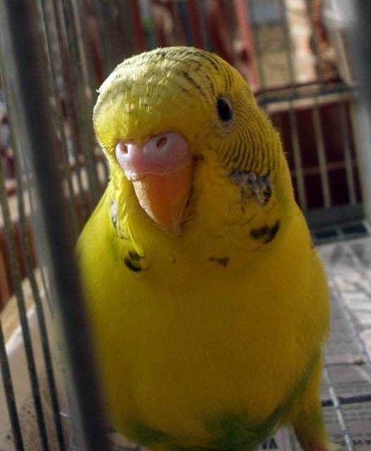 Piruleta Piruleta