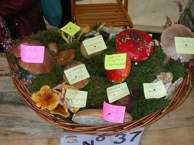 DSCN4517 DSCN4517