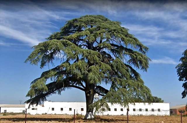 Cedrus_libani_Palacio