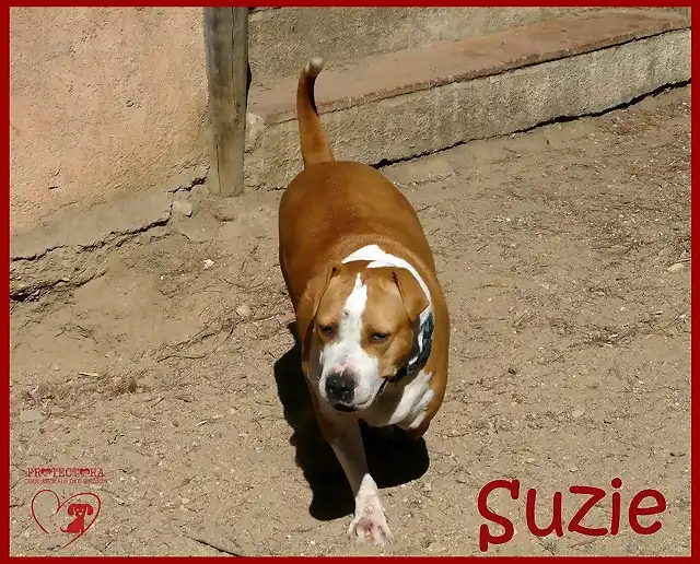 suzie