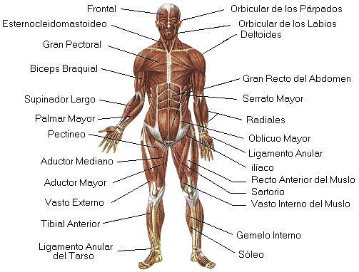 sistema_muscular