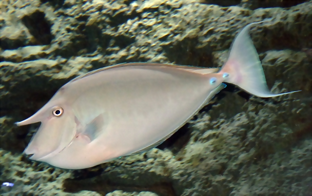 Naso unicornis 2 (15-10-20 Acuario de Sevilla) Naso unicornis 2 (15-10-20 Acuario de Sevilla)