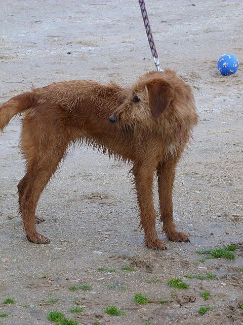 balena6 balena6