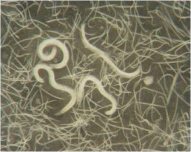 NematodesHeterorhabditis-bacteriophora