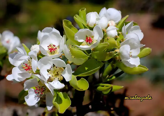 06, tallos de flores, marca2