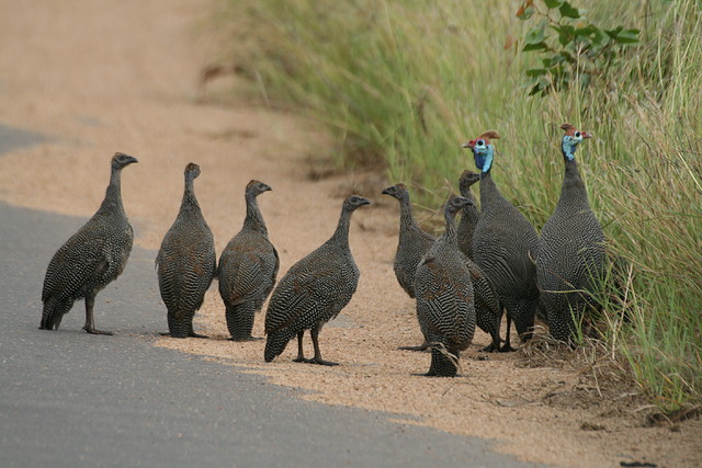 Johannesburg Kruger març 2009 1346