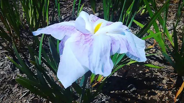 Iris