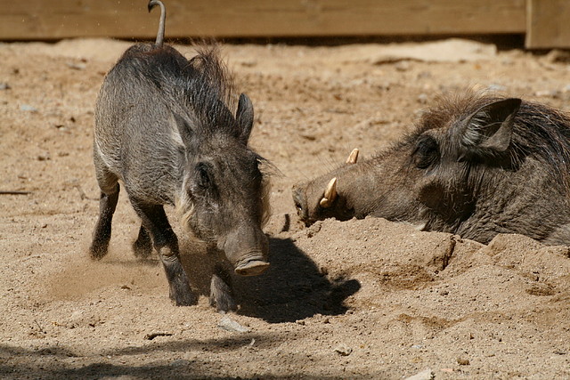 Zoo de Barcelona 03-04-11 472 Zoo de Barcelona 03-04-11 472