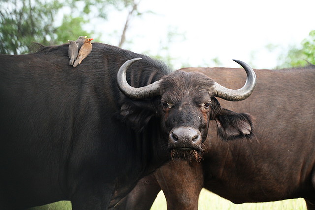 Johannesburg Kruger març 2009 1323 Johannesburg Kruger març 2009 1323