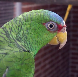 Amazona albifrons Amazona albifrons