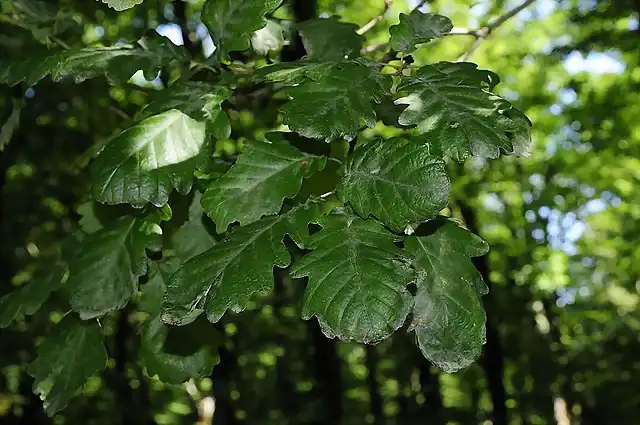 Q. petraea ssp iberica