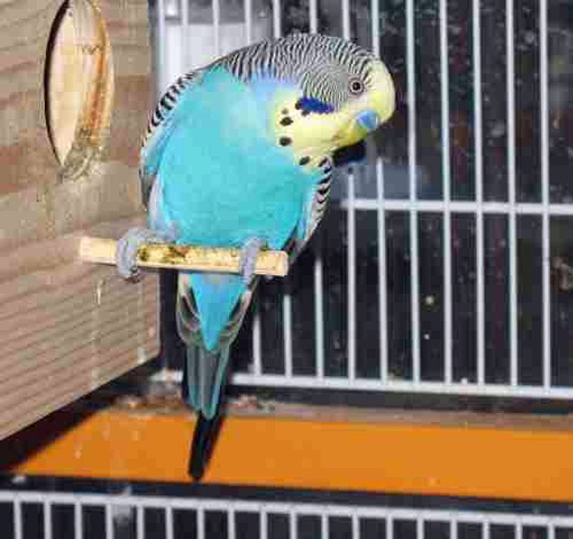 ESTE ES PUCHI ESTE ES PUCHI