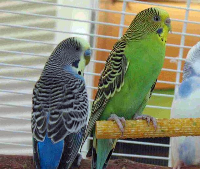 PILI Y PUCHI CUANDO SE CONOCIERON PILI Y PUCHI CUANDO SE CONOCIERON