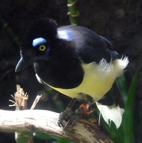 Cyanocorax chrysops Cyanocorax chrysops