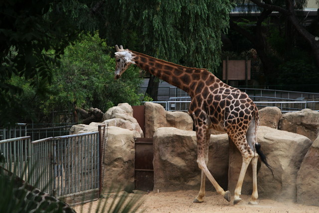 Zoo de Barcelona 26 i 27-07-2010 319 Zoo de Barcelona 26 i 27-07-2010 319