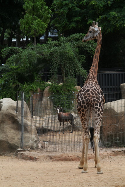 Zoo de Barcelona 26 i 27-07-2010 313 Zoo de Barcelona 26 i 27-07-2010 313