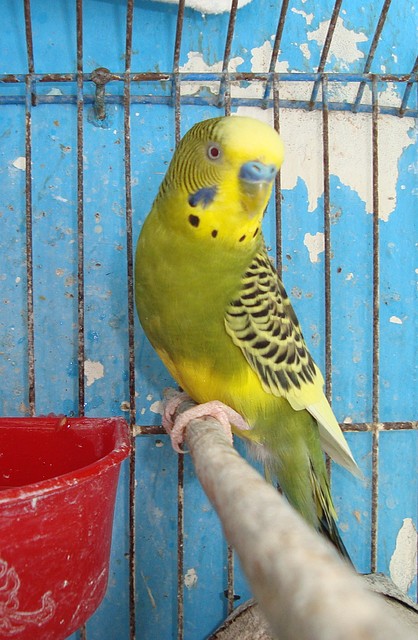 ""Macho Fallow pio dominante verde""