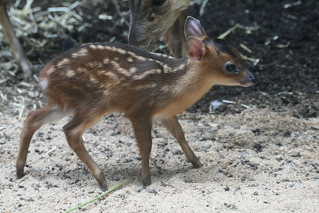 Zoo de Barcelona 30-06-2010 229