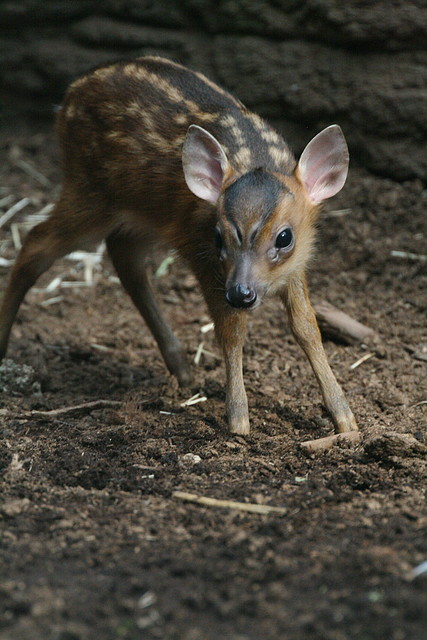 Zoo de Barcelona 30-06-2010 211