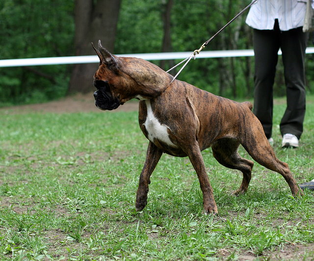 Chiara in the ring. May 2010