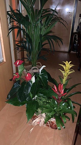 Regalo Marhaya Guerrer 43 Regalo Marhaya Guerrer 43