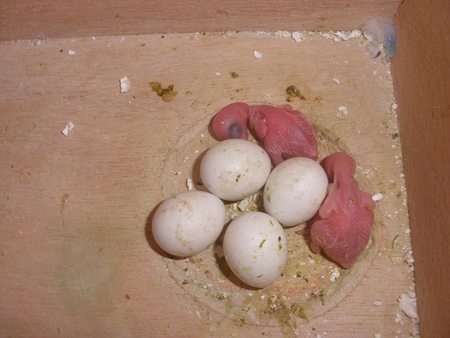2 peribebe