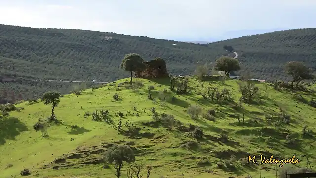 001, caracol, marca