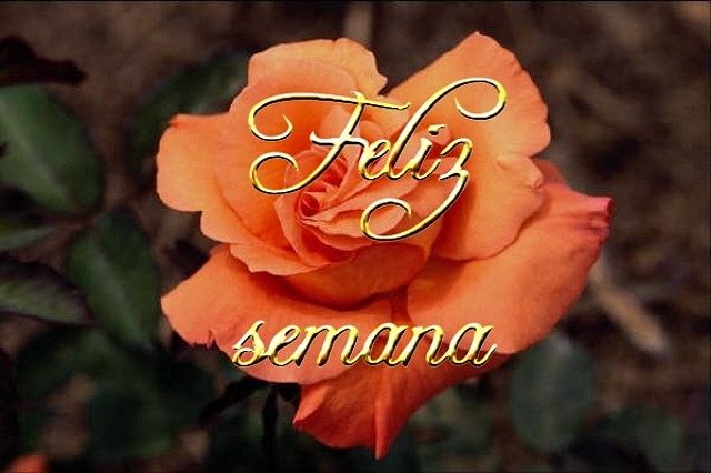 Lunes.Feliz semana.Rosa