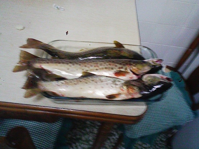 Pesca