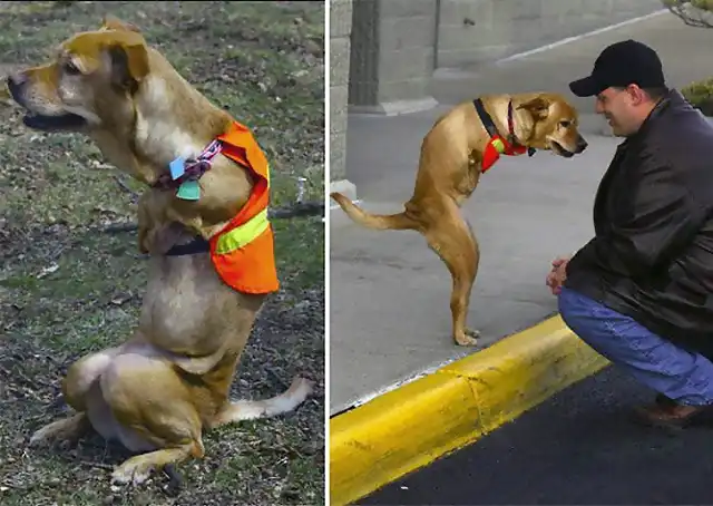 Perro sin patas y es feliz...