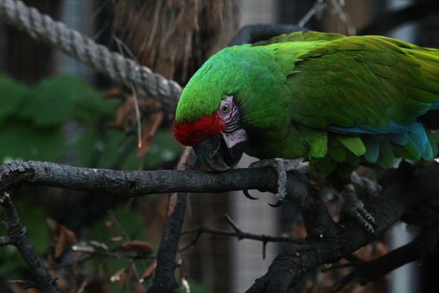Zoo de Barcelona 27-11-2010 492 Zoo de Barcelona 27-11-2010 492