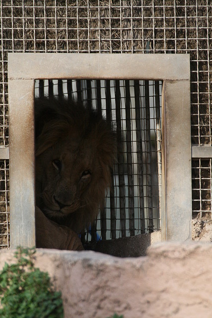 Zoo de Barcelona 27-11-2010 832 Zoo de Barcelona 27-11-2010 832