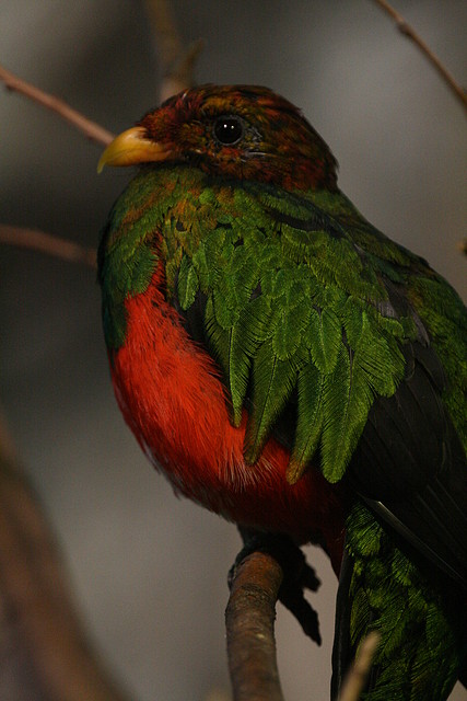 Zoo de Barcelona 27-11-2010 641 Zoo de Barcelona 27-11-2010 641