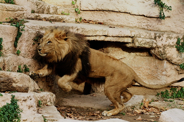 Zoo de Barcelona 27-11-2010 882 Zoo de Barcelona 27-11-2010 882