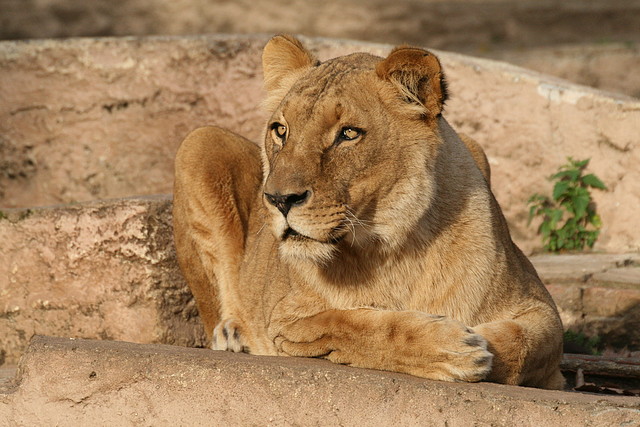 Zoo de Barcelona 27-11-2010 846 Zoo de Barcelona 27-11-2010 846