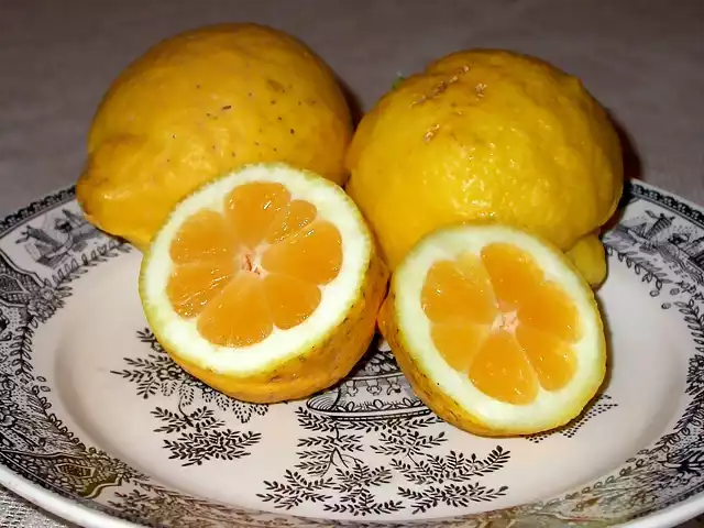 Lim?n dulce (Citrus x limondulcis)