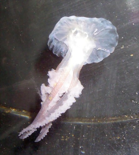 Pelagia noctiluca (10-11-13 Aquarium de Barcelona, det yo) Pelagia noctiluca (10-11-13 Aquarium de Barcelona, det yo)