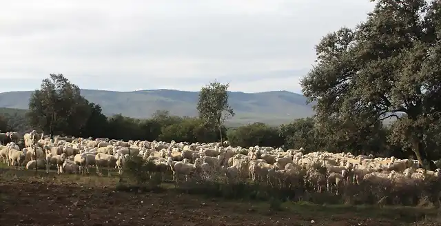 003, rebao de ovejas