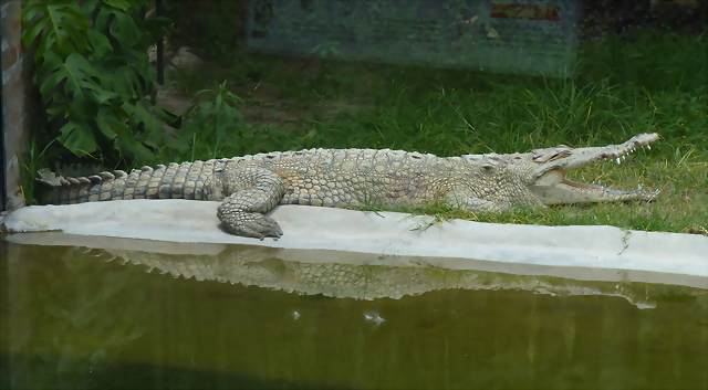 Crocodylus acutus 1 (1-10-23 Zoo de Quito) Crocodylus acutus 1 (1-10-23 Zoo de Quito)