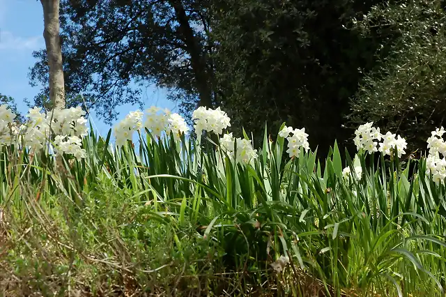 narcisos jordi