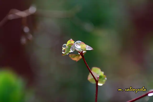 05, perlas, marca