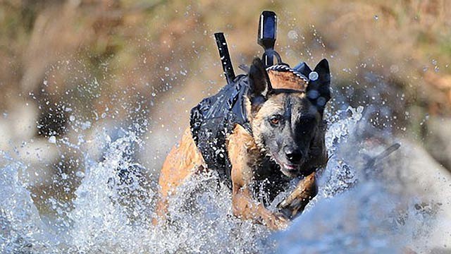 Perro de los Navy Seal, con chaleco y cmara de infrarojos