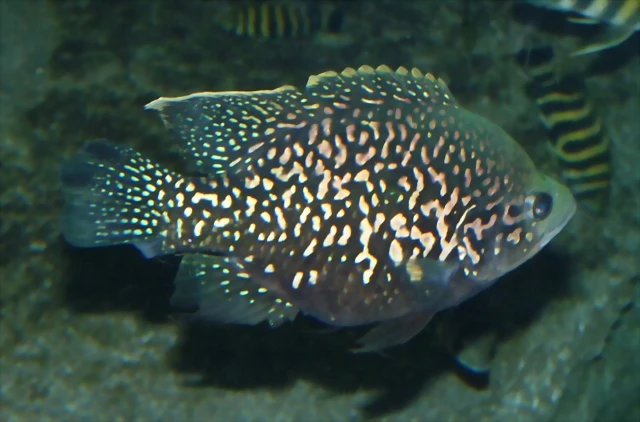 Paratilapia typus 'Andapa' (12-10-16 Acuario Fluvial de Zaragoza) Paratilapia typus 'Andapa' (12-10-16 Acuario Fluvial de Zaragoza)