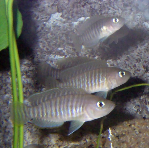 Neolamprologus multifasciatus (8-7-12 Acuario Zaragoza) Neolamprologus multifasciatus (8-7-12 Acuario Zaragoza)