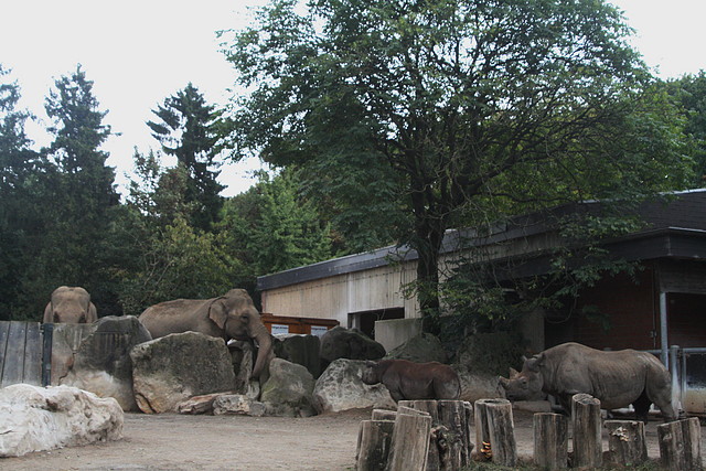 Zoos Duisburg y Krefeld 02-10-09 803 Zoos Duisburg y Krefeld 02-10-09 803