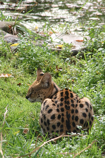 Zoos Duisburg y Krefeld 02-10-09 747 Zoos Duisburg y Krefeld 02-10-09 747