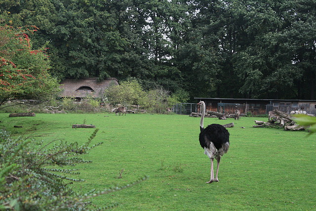 Zoos Duisburg y Krefeld 02-10-09 790 Zoos Duisburg y Krefeld 02-10-09 790