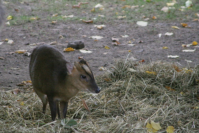 Zoos Duisburg y Krefeld 02-10-09 728 Zoos Duisburg y Krefeld 02-10-09 728