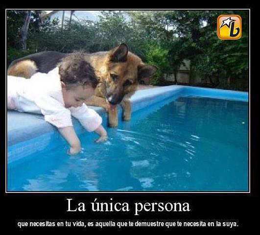 Perro y nio en la piscina